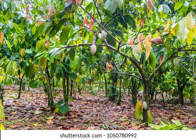 Beautiful Cocoa Farm 