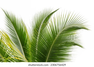 Beautiful coconut leaf isolated on white background. - Shutterstock ID 2306756429