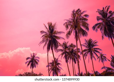 Beautiful coconut palm tree forest in sunshine day clear sky background color fun tone. Travel tropical summer beach holiday vacation or save the earth, nature environmental concept.