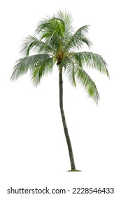 Beautiful coconut palm tree isolated on white background. Suitable for use in architectural design or Decoration work. - Shutterstock ID 2228546433