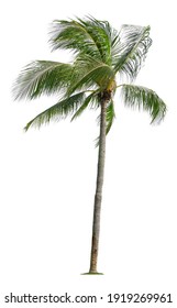 Beautiful Coconut Palm Tree With Leaves Blowing Isolated On White Background. Suitable For Use In Architectural Design Or Decoration Work.