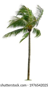 Beautiful Coconut Palm Tree With Leaves Blowing Isolated On White Background. Suitable For Use In Architectural Design Or Decoration Work.