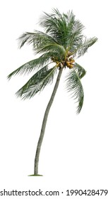 Beautiful Coconut Palm Tree With Leaves Blowing Isolated On White Background. Suitable For Use In Architectural Design Or Decoration Work.