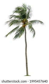 Beautiful Coconut Palm Tree With Leaves Blowing Isolated On White Background. Suitable For Use In Architectural Design Or Decoration Work.