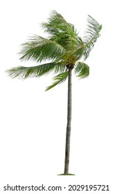 Beautiful Coconut Palm Tree With Leaves Blowing Isolated On White Background. Suitable For Use In Architectural Design Or Decoration Work.