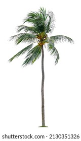 Beautiful Coconut Palm Tree With Leaves Blowing Isolated On White Background. Suitable For Use In Architectural Design Or Decoration Work.