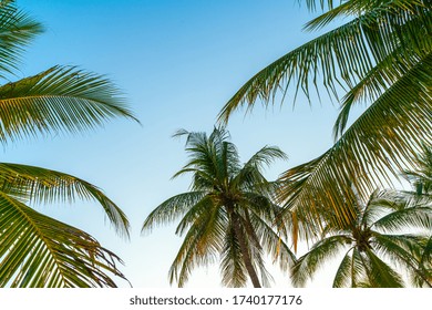 Beautiful Coconut Palm Tree With Sky