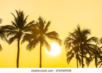 Beautiful coconut palm tree with sky at sunset or sunrise time