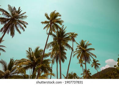 Beautiful Coconut Palm Tree In Sunny Day Background. Travel Tropical Summer Beach Holiday Or Save The Earth Concept. Vintage Tone.