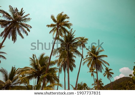 Beautiful coconut palm tree in sunny day background. Travel tropical summer beach holiday or save the earth concept. Vintage tone.