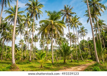 Beautiful coconut palm trees farm in Koh Kood island Thailand