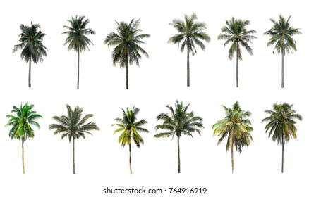 Beautiful coconut palm trees  in the garden  isolated on white background - Shutterstock ID 764916919