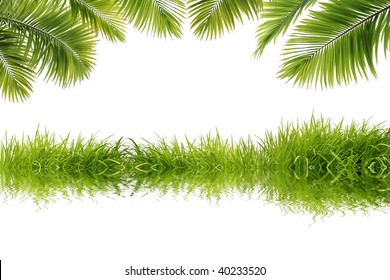 Beautiful Coconut Tree Leaves And Grass Reflect On White Background