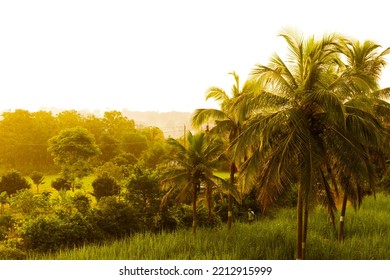 Beautiful Coconut Tree Shining At Golden Hour, Landscape Shot Of Indian Agricultural Field.