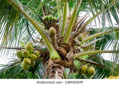 Beautiful Coconut Trees Lots Green Coconuts Stock Photo 1589302699 ...