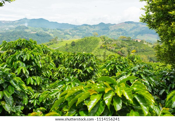 Beautiful Coffee Plantation Jerico Colombia State Stock Photo (Edit Now ...