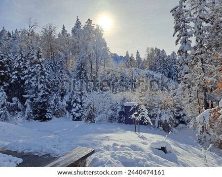 beautiful, cold, forest, ice, snow, white, winter