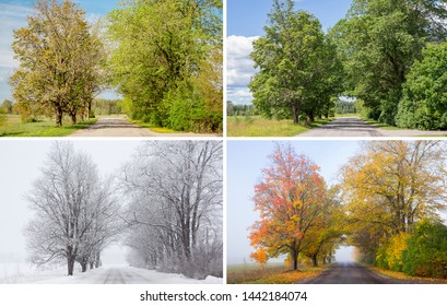Beautiful collage of 4 seasons, different pictures of an tree avenue, same spot, place. Spring foliage, green fresh bright summer day, foggy morning with yellow autumn leaves, snowstorm in winter. 