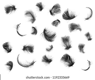 Beautiful collection black feathers floating in air isolated on white background