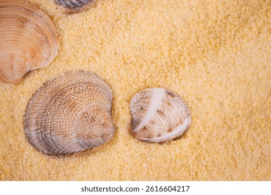 A beautiful collection of seashells resting on goldenyellow sand, evoking deep beach serenity and calmness
