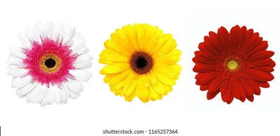 Gerbera Flower Meaning In Bengali Best Flower Wallpaper