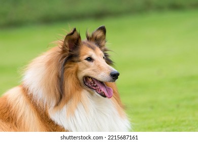 beautiful collie dog in high quality portrait