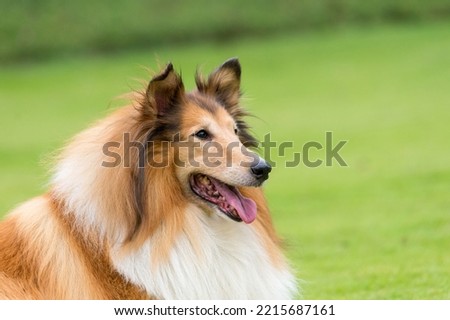 beautiful collie dog in high quality portrait