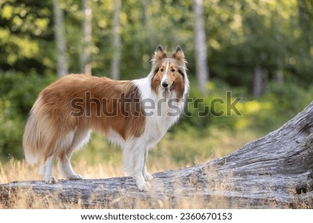 Beautiful collie dog standing on log