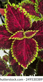 Beautiful collude combination leaf pattern