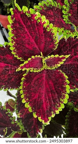 Beautiful collude combination leaf pattern