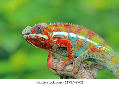 67,110 Chameleon Lizard Images, Stock Photos & Vectors | Shutterstock