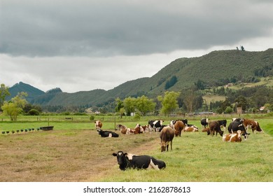 Beautiful colombian landscape, with cows, in the rural hills of Tenjo, Cundinamarca, Colombia. - Shutterstock ID 2162878613