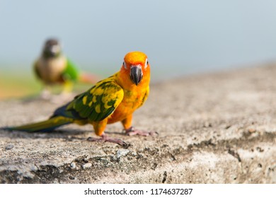 beautiful color birds,parrot
