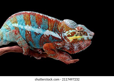 Beautiful Color Of Chameleon Panther, Chameleon Panther On Branch With Black Background