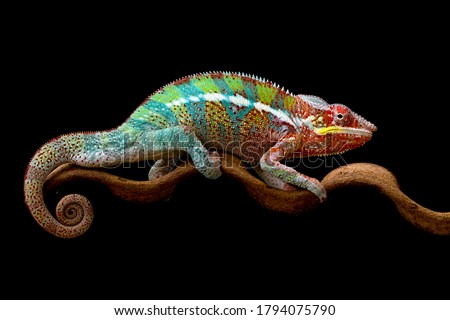 Beautiful color of chameleon panther, chameleon panther on branch, with black background