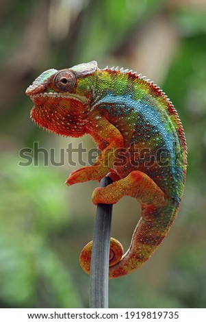 Beautiful color of chameleon panther, chameleon panther on branch, closeup face chameleon panther