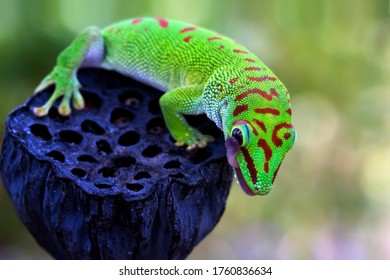 296 Madagascar giant day gecko Images, Stock Photos & Vectors ...