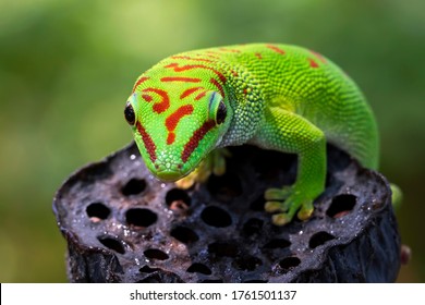 296 Madagascar giant day gecko Images, Stock Photos & Vectors ...