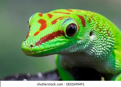 Beautiful Color Madagascar Giant Day Gecko On Dry Bud, Animal Closeup