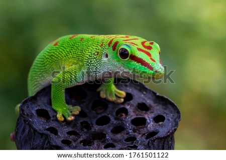 Beautiful color madagascar giant day gecko on dry bud, animal closeup