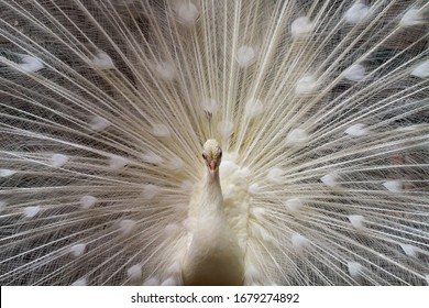 White Peacock High Res Stock Images Shutterstock