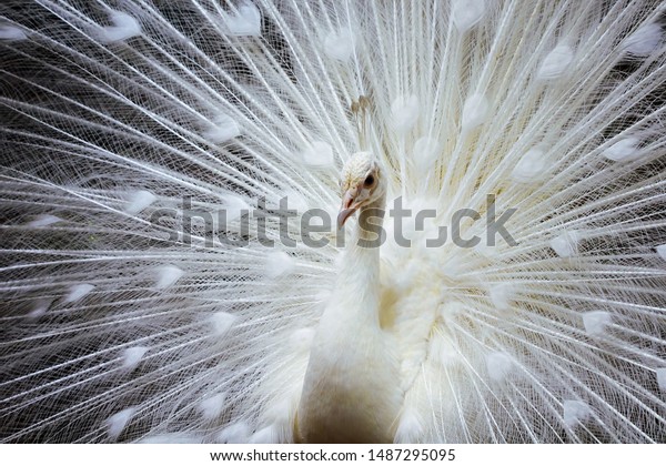 Beautiful Color Majestic White Peacock Animal Stock Photo Edit Now