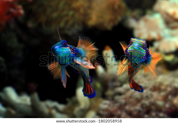 Beautiful\
color mandarin fish, mandarin fish fighting, manddarin fish\
closeup, Mandarinfish or Mandarin\
dragonet