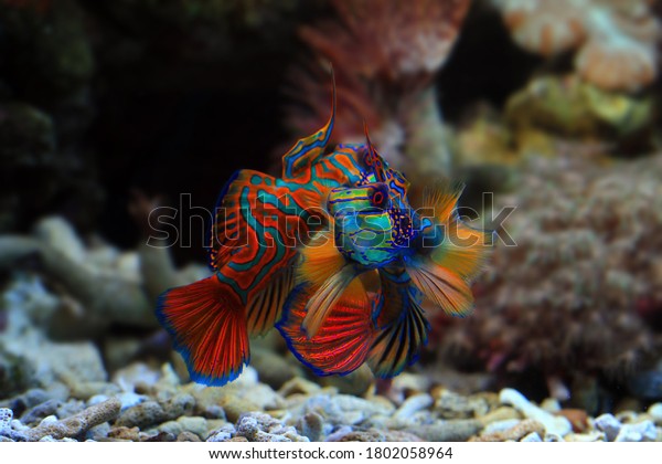 Beautiful color\
mandarin fish, mandarin fish fighting, mandarin fish closeup,\
Mandarinfish or Mandarin\
dragonet