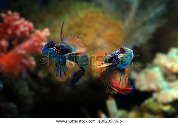 Beautiful\
color mandarin fish, mandarin fish fighting, manddarin fish\
closeup, Mandarinfish or Mandarin\
dragonet