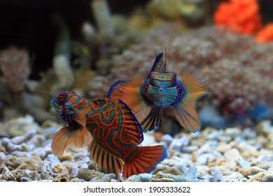 521 Mandarin dragonet Images, Stock Photos & Vectors | Shutterstock