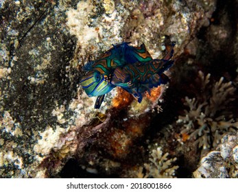 Beautiful Color Mandarin Fish Mating. Ambon, Indonesia.