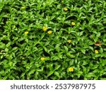 beautiful color melampodium blossom in the bright morning leaf background, Melampodium divaricatum (Also called Golden Crownbeard, Cowpen Daisy, golden crown beard) in the nature