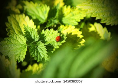Beautiful color nature, red ladybug on green leaves, red beetle and green plants, outdoor
