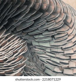 The Beautiful Color Pattern Of Wild Turkey Feathers.